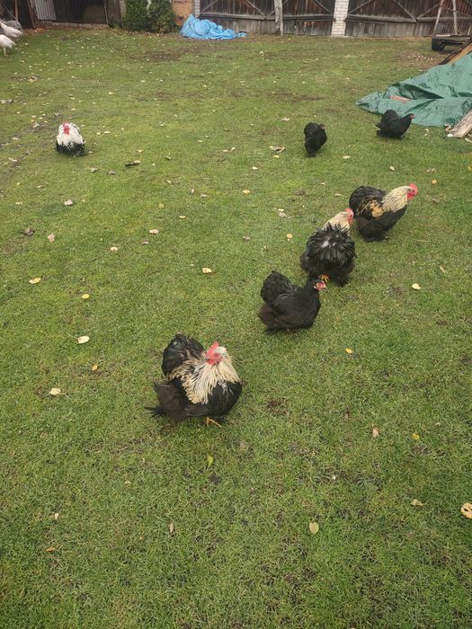 Kochina miniatura koguty