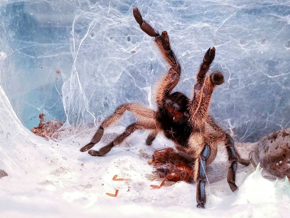Ptasznik Harpactira pulchripes L2