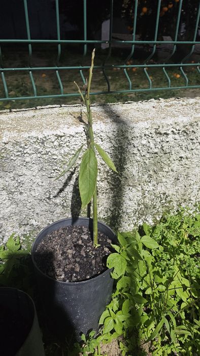 Vendo algumas árvores de fruto