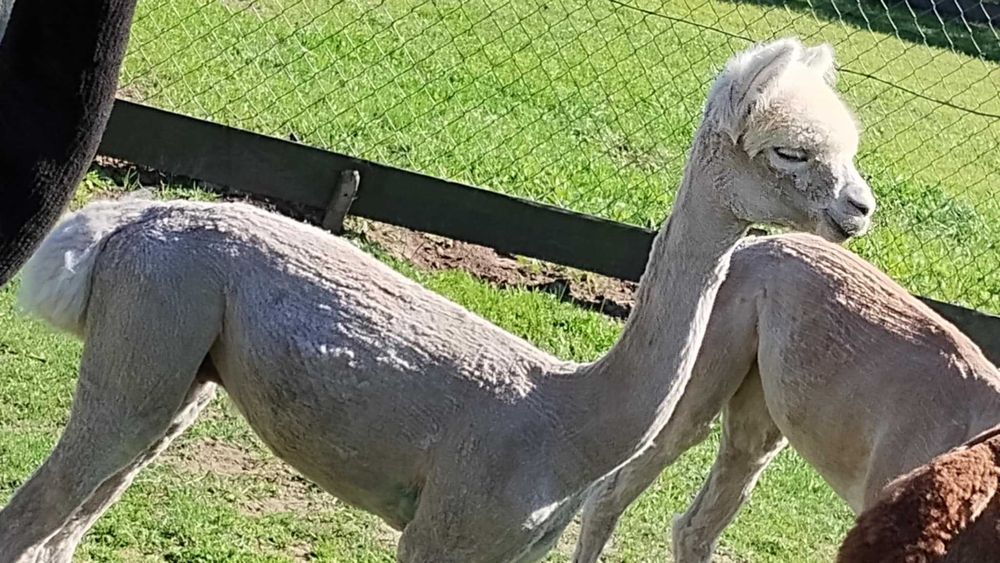 Sprzedam samczyka Alpaki