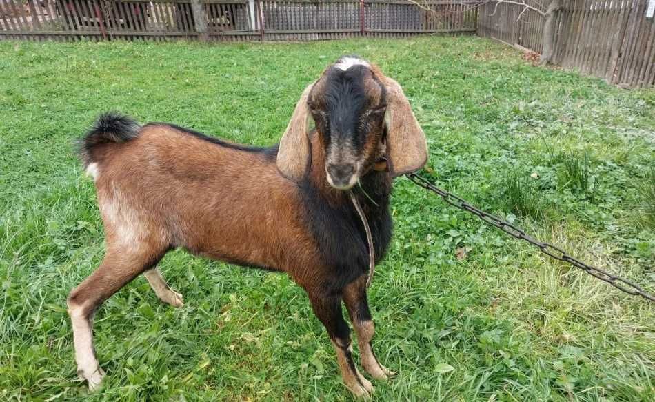 INSEMINACJA KÓZ Capkiem  Anglonubijskim