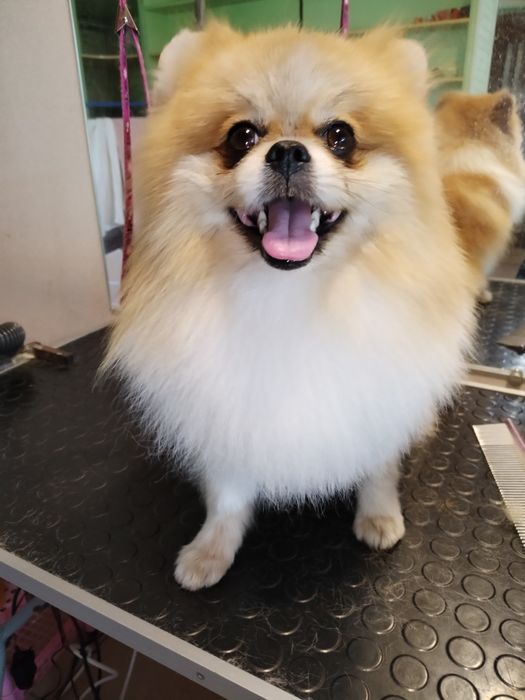 Вычесывание шпицов)) экспресс -линька