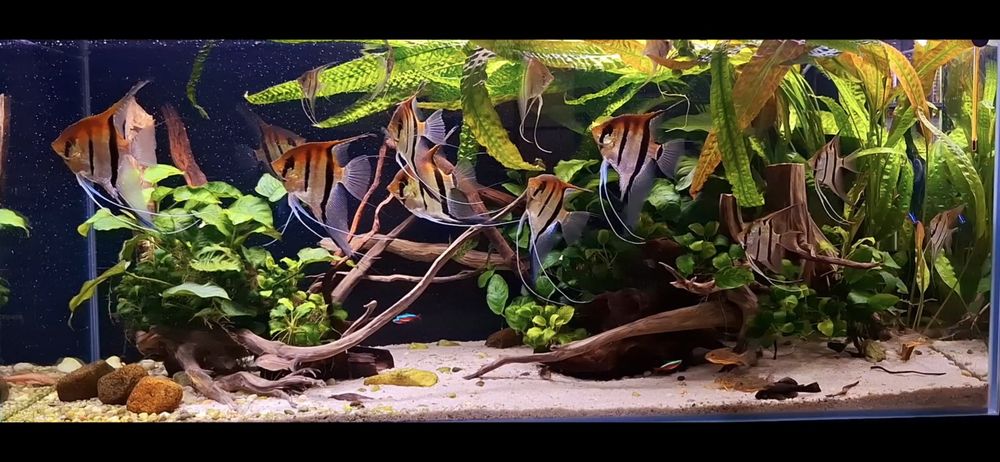 Skalary Manacapuru Redback REZERWACJA