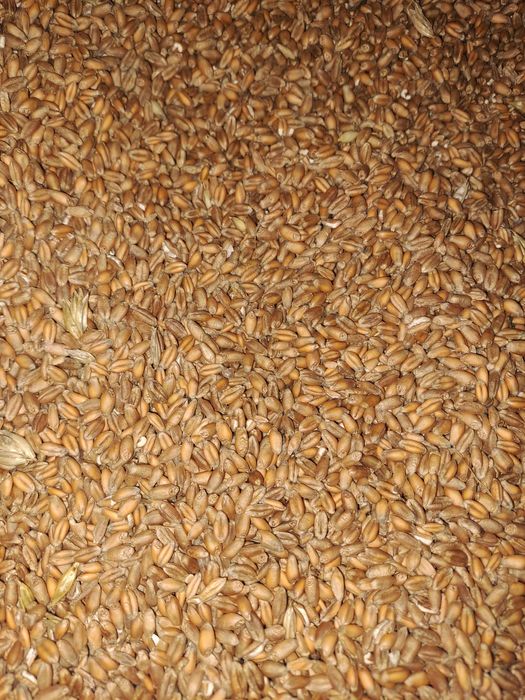 Sprzedam Pszenice jarą