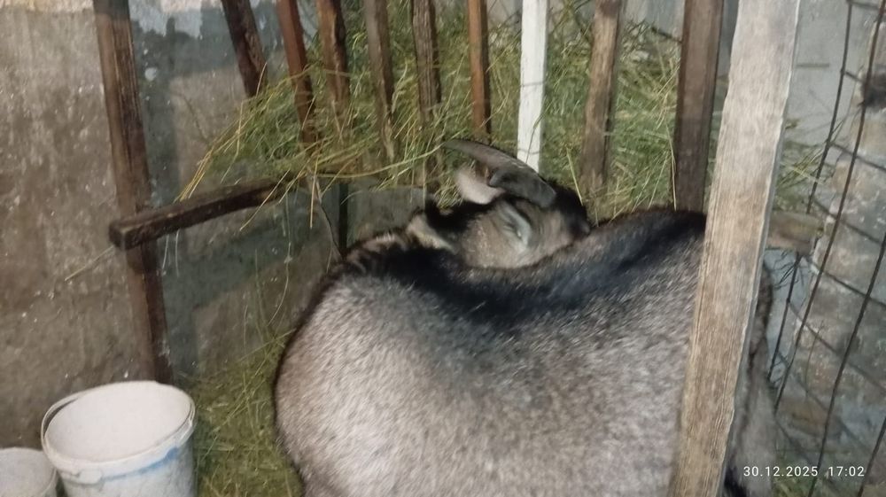 Продам козу на мясо