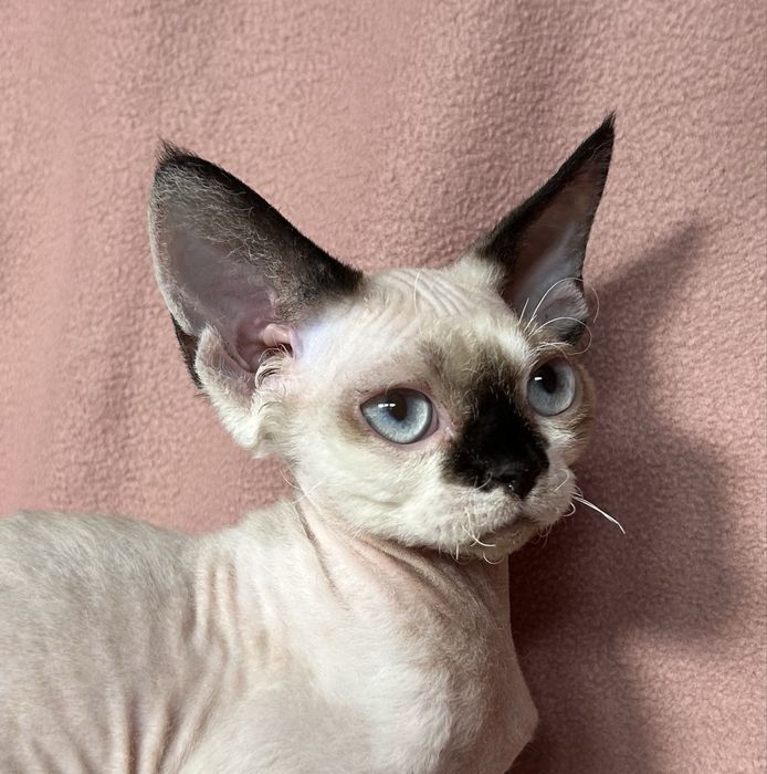 Devon Rex kociak