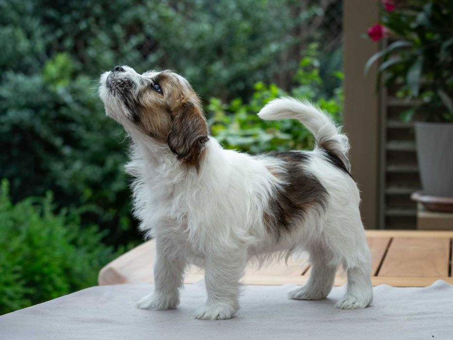 Jack Russell Terrier szorstkowłosy po championach ZKwP, FCI