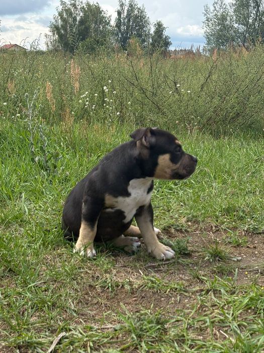 American bully pocket