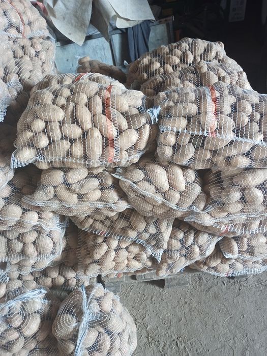 Ziemniaki irga  sifra cara