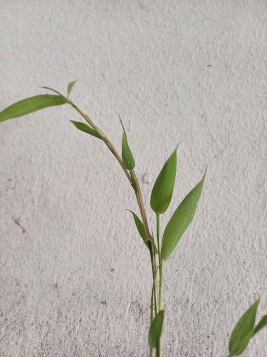 Bambus.Bisset e aurea koy