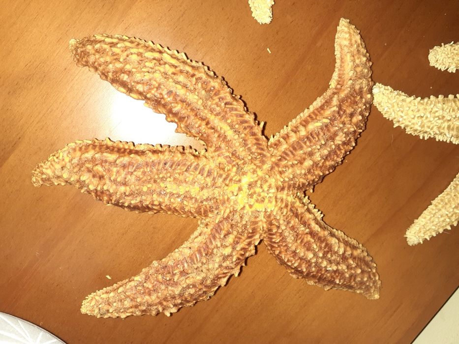 Estrelas do mar decorativas com tratamento 3/4€