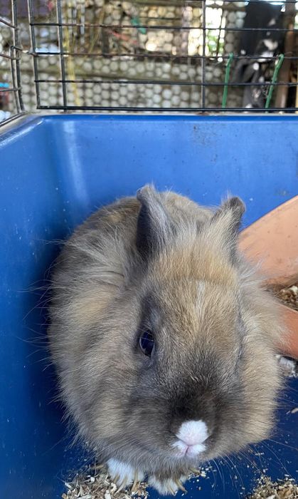 Вязка декоратмвного зайця