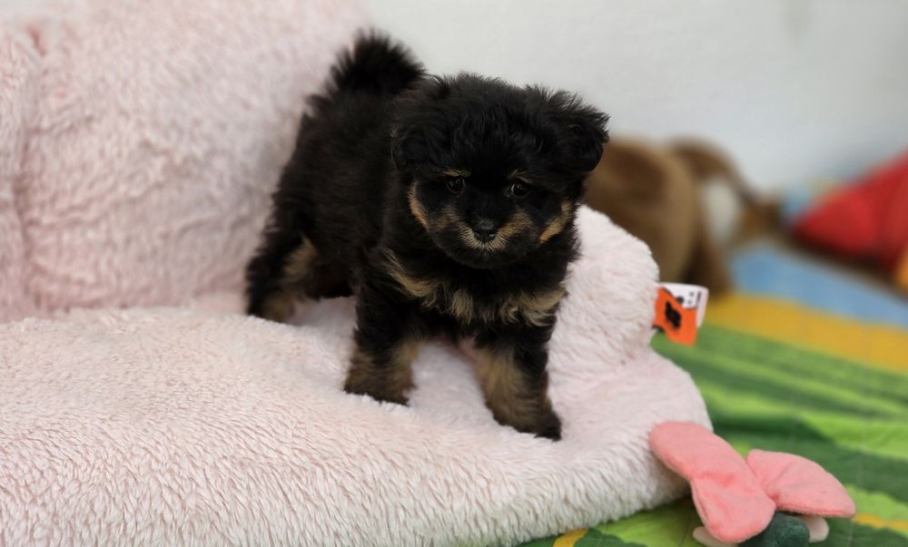 Pomapoo  malutką suczką
