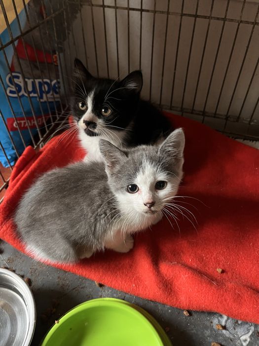 Котенок мальчик 2 месяца