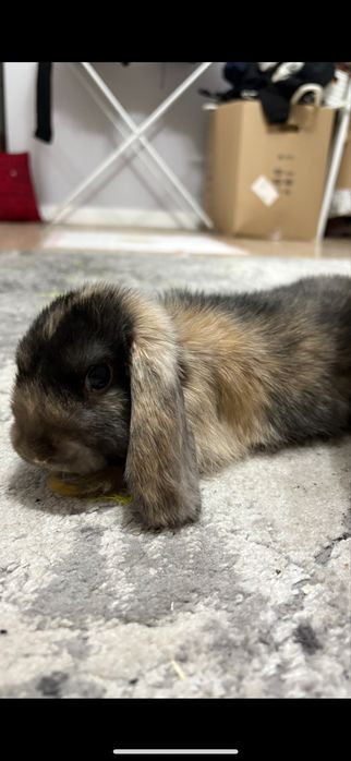 Królik Minilop/Baranek