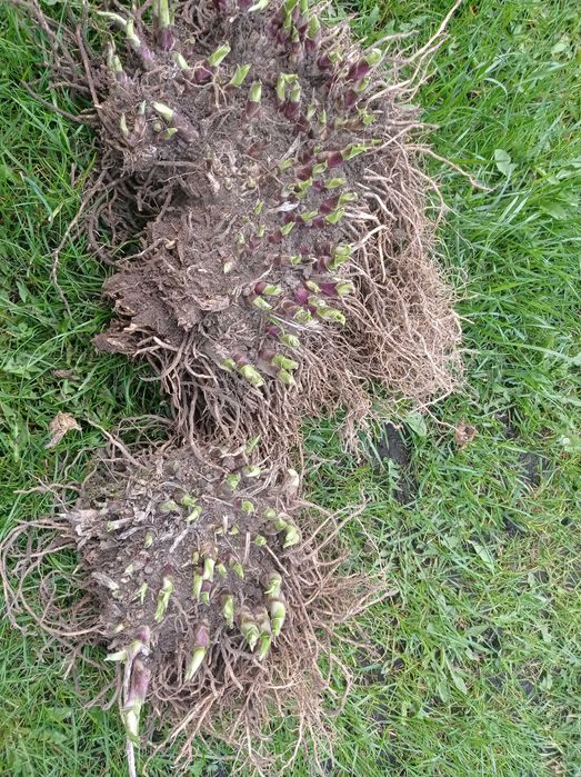 Funkie hosty zielone bialozielone ładne