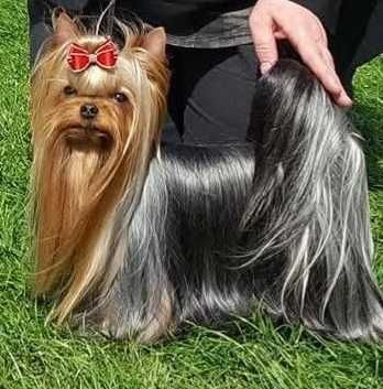Yorkshire Terrier FCI