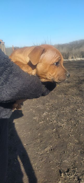 Стаффордширський бультер'єр