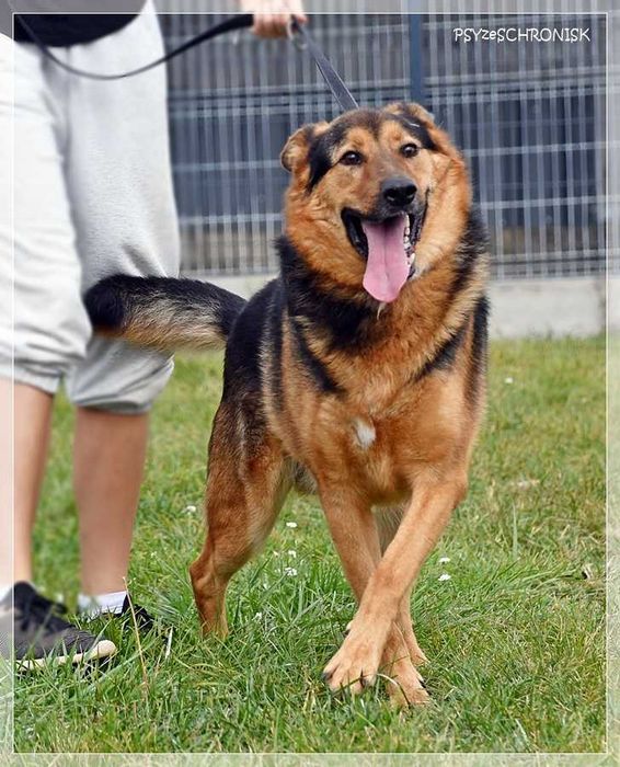 Clark – piękny, uśmiechnięty prawie owczarek – kocha ludzi i lubi psy