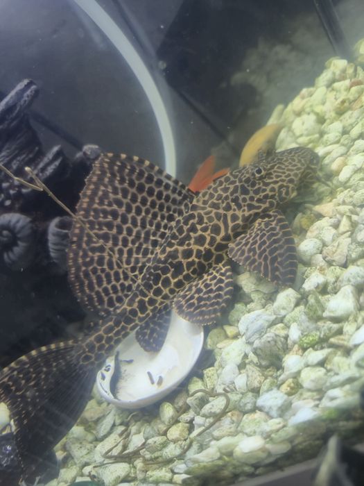 Vendo aquário com vários peixes