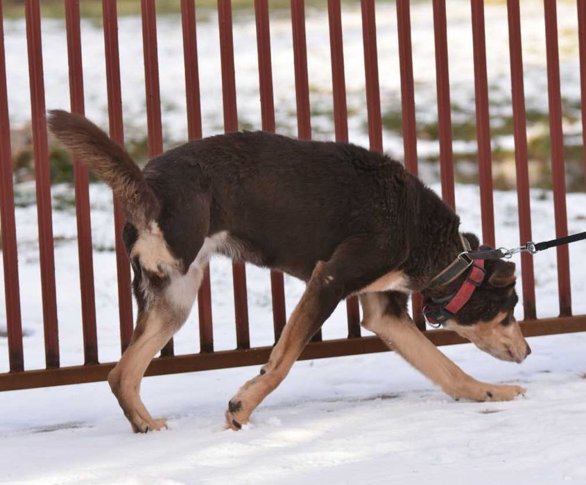 Mijają kolejne lata samotności tej kochanej psinki..
