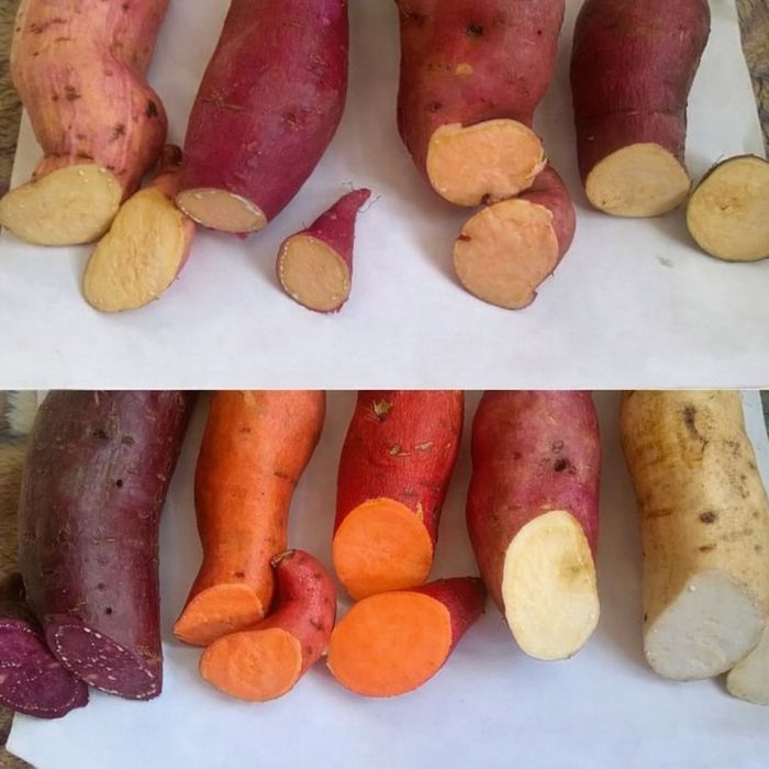 Продається батат. Маточні бульби