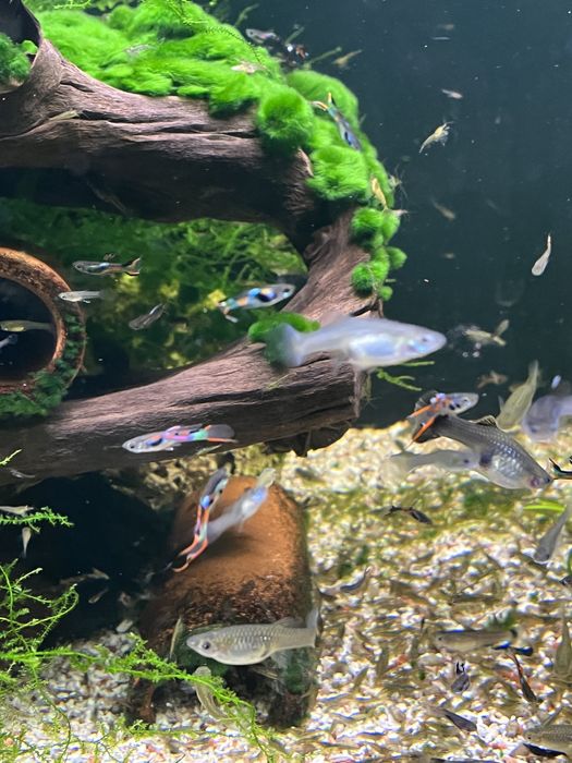 Tenho Guppys criação própria