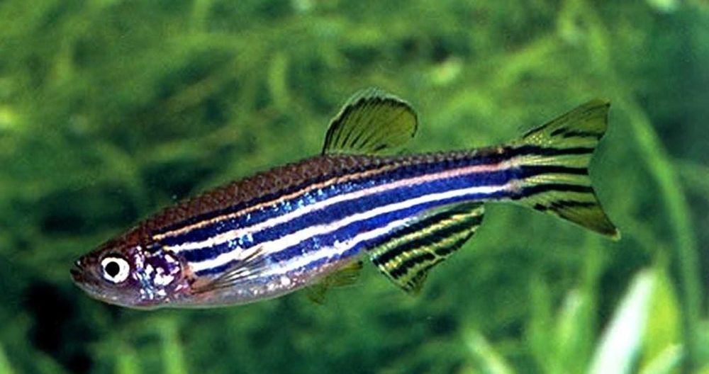 Danio pręgowany - Brachydanio zebra - Pręgowane - dowóz, wysyłka