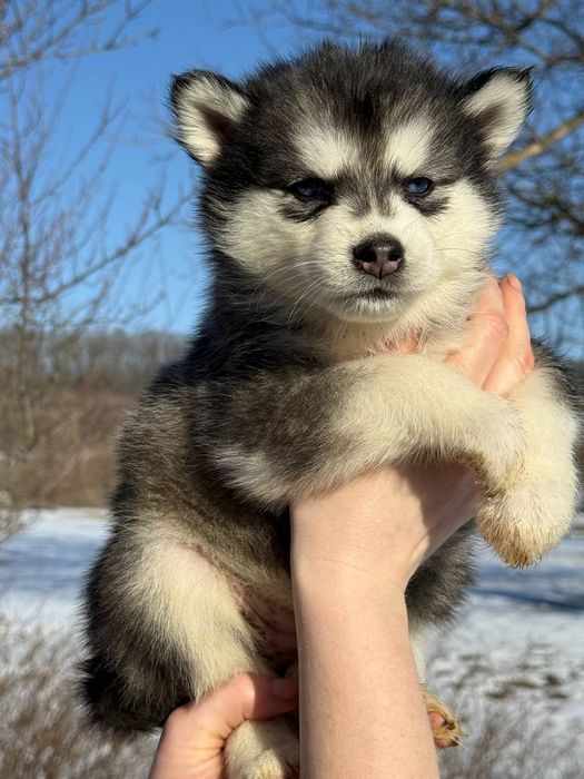 Аляскинський маламут