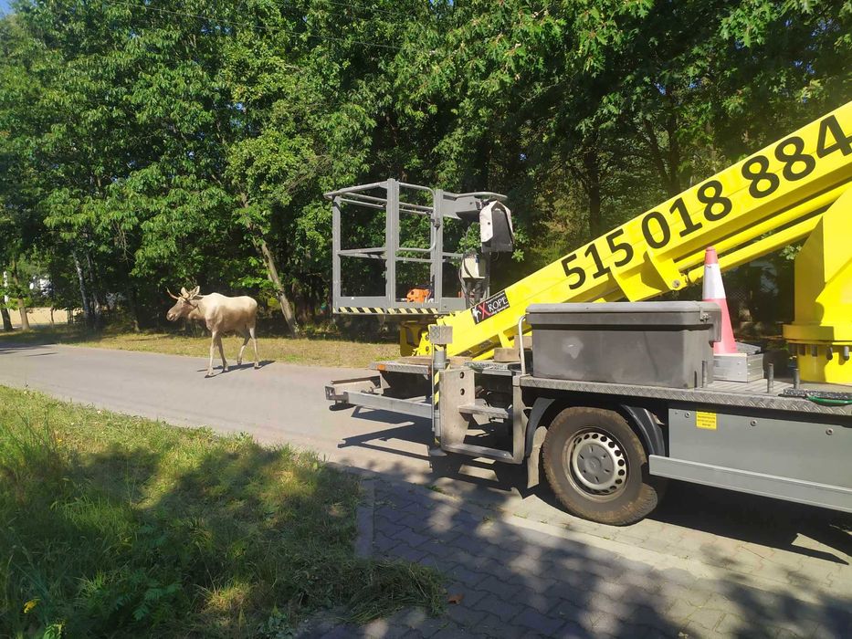 Wycinka drzew, Podnośnik koszowy, rębak, montaż reklam, zrębki,