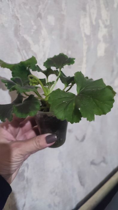 Пеларгонія зональна, королівська герань