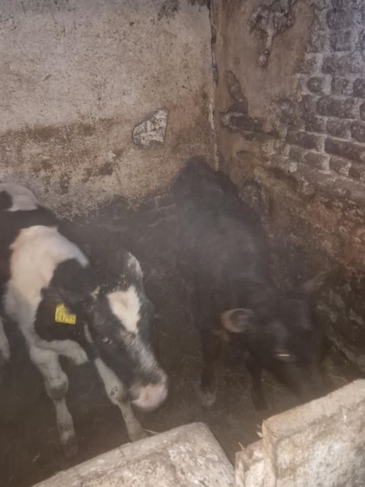 Sprzedam 3 jałówki