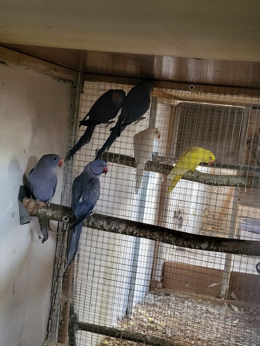 Aleksandretty obrożne