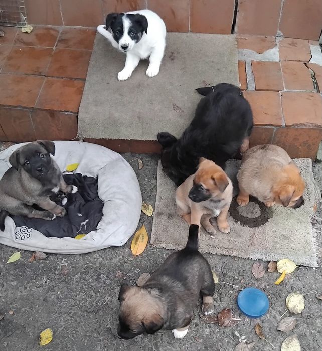 Цуценята в добрі руки