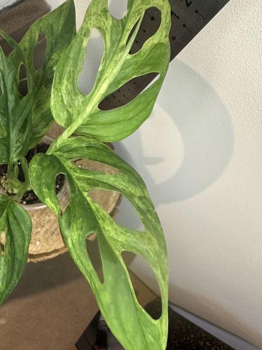 Монстера Monstera Adansonii Mint Indonesia.