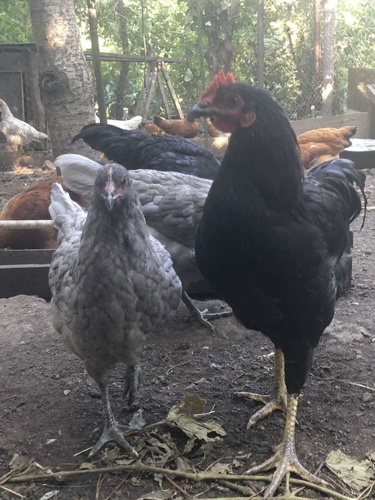 Ұлы трахает мама видео в жоғары сапалы