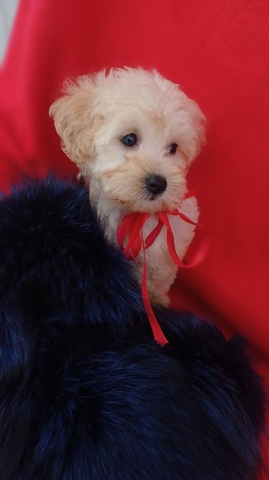 Красуня дівчинка -мальтіпу Ф1.