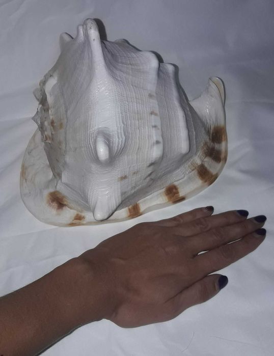 ракушка океаническая (акция весь декабрь - было 4102)