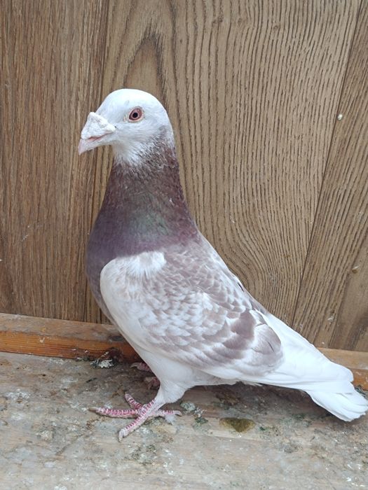 Gołębie staropolskie