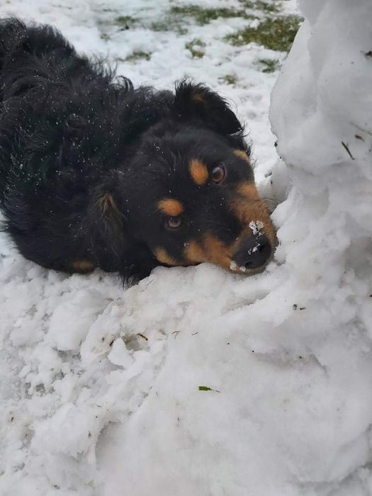 Oddam fajnego nie dużego pieska czarnego