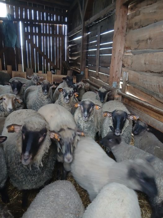 0wce,barany,jagnieta