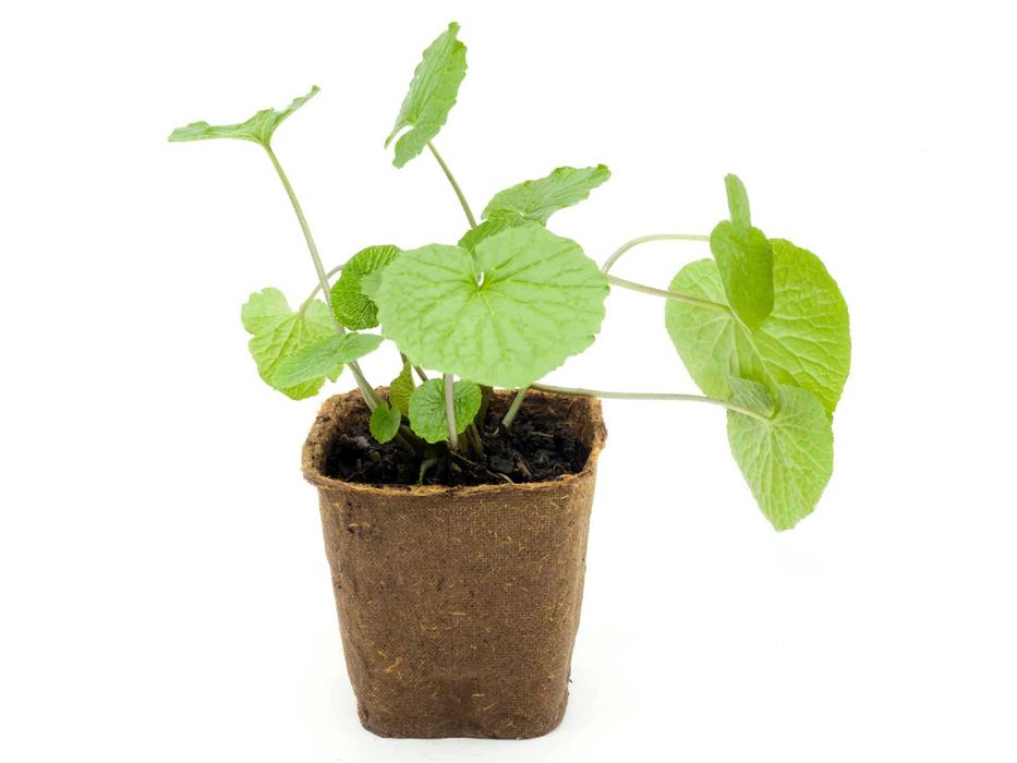 NOVIDADE Wasabi - Planta viva para sushi do Japão