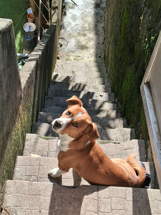 Procura-se um novo lar para o Zeus