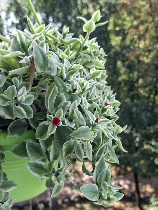 Кімнатна рослина аптенія варіегатна Aptenia variegata ампельна квітка