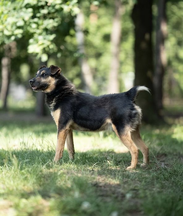 Piesek okolo 7 lat.