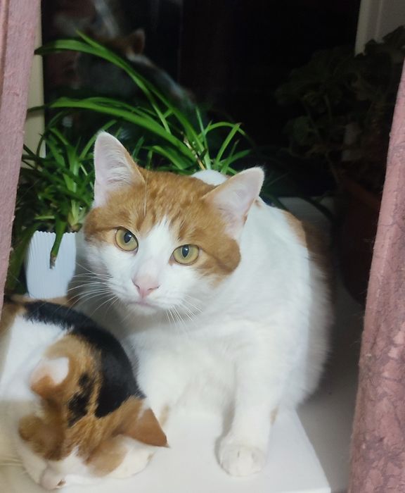 Віддамо Котика Вінні