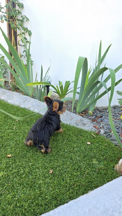 Yorkshire Terrier Macho