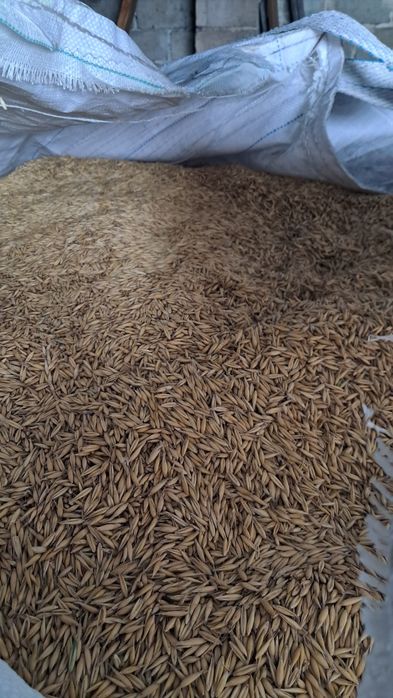 Owies dla Koni lub do Palenia