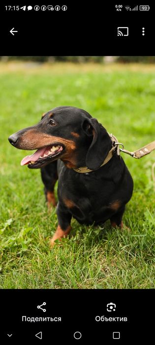 Такса.Ищем девочку на вязку.Мальчика зовут Рэм.