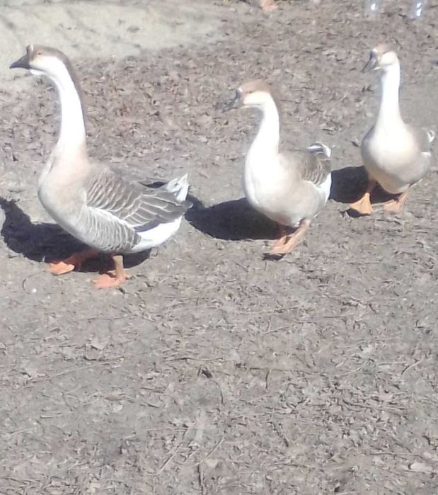 Пропоную  яйце гусине від  Кубанскої  сірої